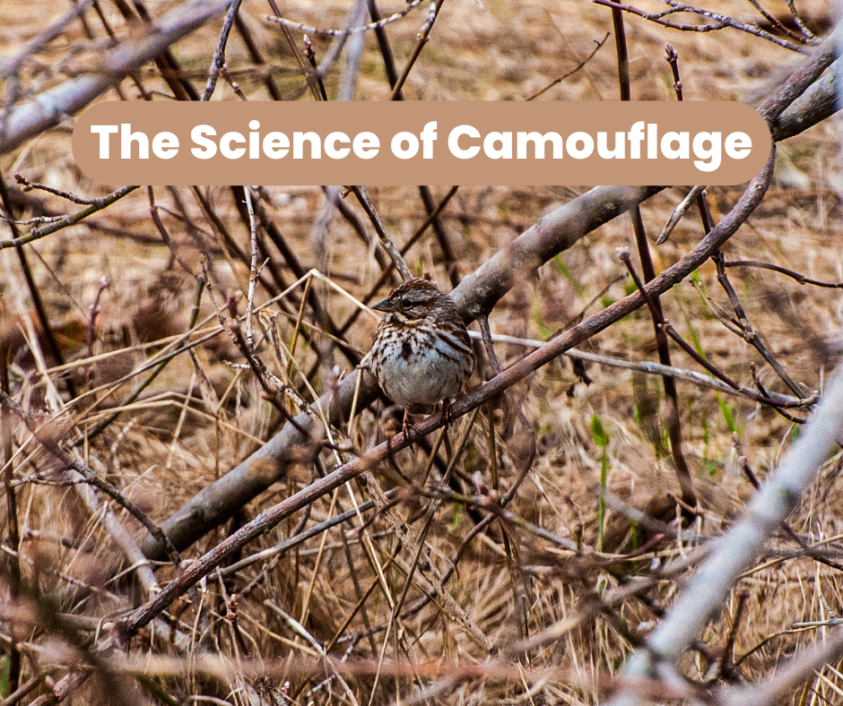 The Science of Camouflage