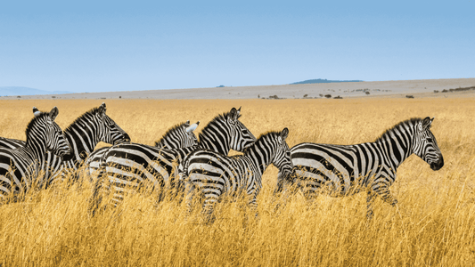 Monochrome in Nature